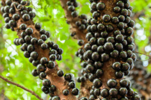 Leia mais sobre o artigo Jabuticaba: Uma Fruta Típica dos quintais Brasileiros