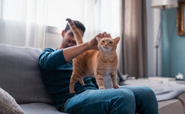 Leia mais sobre o artigo A Influência Positiva dos Gatos na Saúde Mental e no Bem-Estar Humano